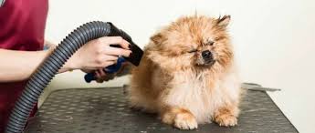 The Ultimate Guide to Choosing the Right Blow Dryer for Dogs post thumbnail image