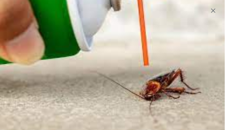 Innovative Pest Control: Making use of Technologies for Pest Removal post thumbnail image