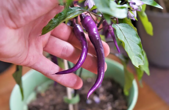 Cooking with Purple Cayenne Pepper: Adding Colorful Spice to Your Dishes post thumbnail image