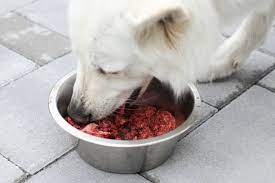 Canine Gourmet: Best Practices for Preparing Raw Dog Food at Home post thumbnail image