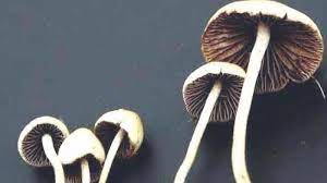 Buy Shrooms in DC: Your Psychedelic Portal post thumbnail image