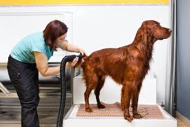 Fluff and Shine: Choosing the Perfect Blow Dryer for Dogs post thumbnail image