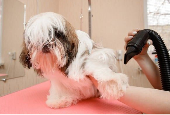 High Velocity Dog Dryers: Quick Drying Solutions for Canine Coats post thumbnail image